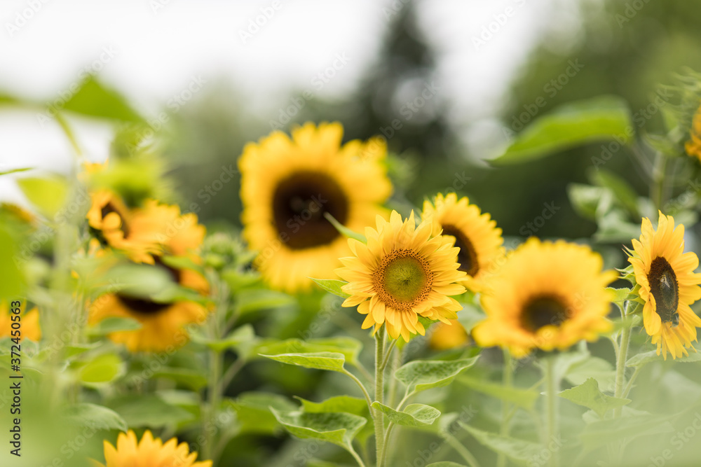 Obraz premium Sonnenblumenfeld im Juli