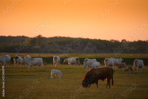 Cows on pasture at sunset backlight