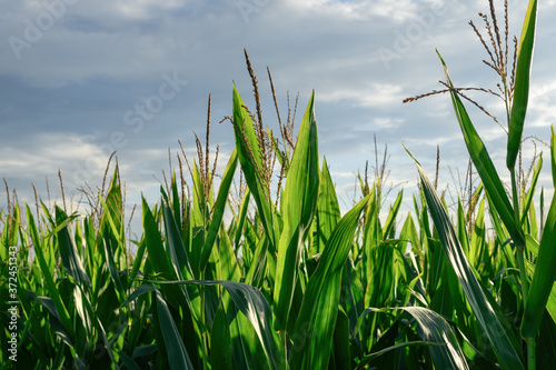 Corn crop stalks with tassel