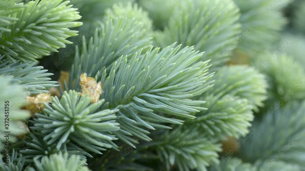 Green needles of fir tree Green needles of fir tree