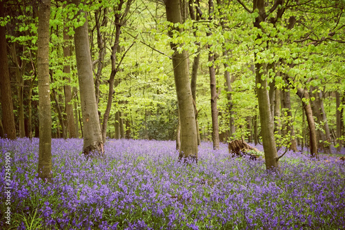 Fototapeta Naklejka Na Ścianę i Meble -  Bluebell woods in bloom, Guildford, Surrey, England