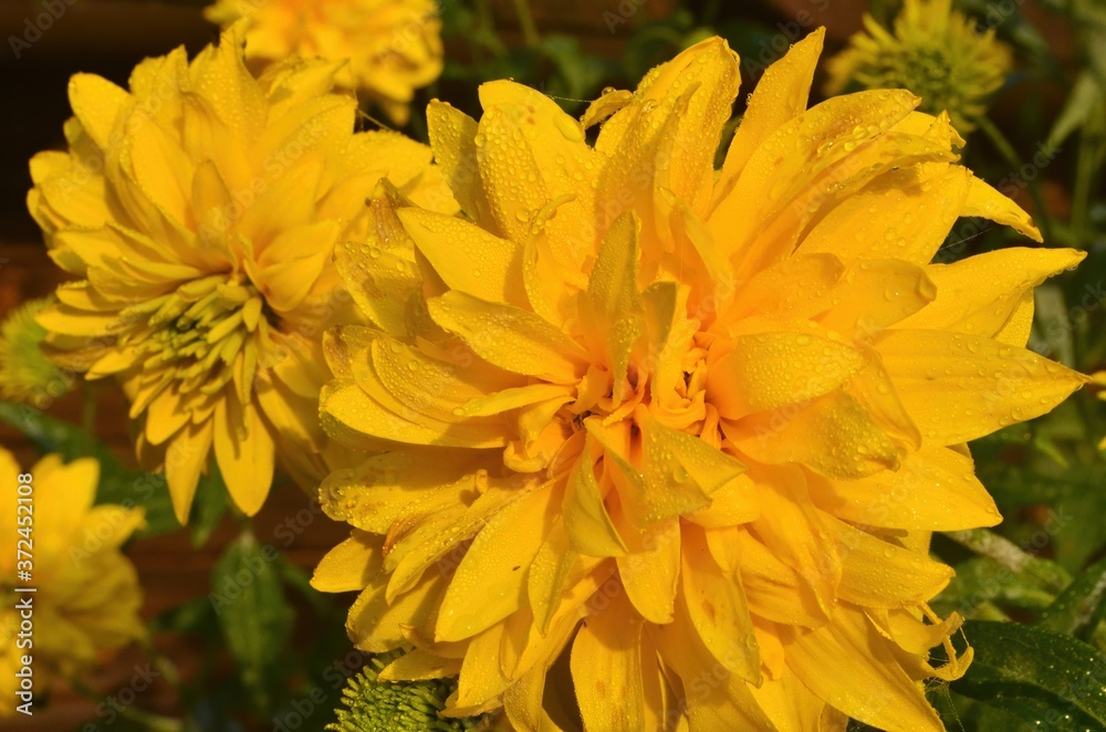Bright yellow perennial Golden Glow (Rudbeckia laciniata) double-flowered plant.Rudbeckia laciniata yellow flowers in garden closeup Bright yellow perennial Golden Glow (Rudbeckia laciniata) double-flowered plant.Rudbeckia laciniata yellow flowers in garden closeup