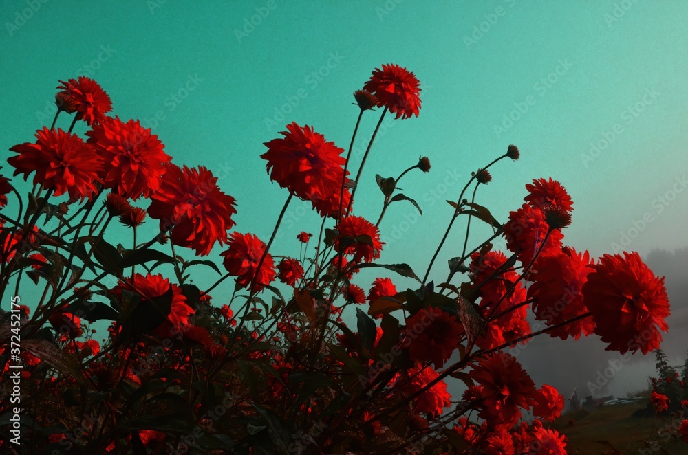 Bright red perennial Golden Glow (Rudbeckia laciniata) double-flowered plant.Rudbeckia laciniata yellow flowers in garden closeup, Vintage Bright red perennial Golden Glow (Rudbeckia laciniata) double-flowered plant.Rudbeckia laciniata yellow flowers in garden closeup, Vintage