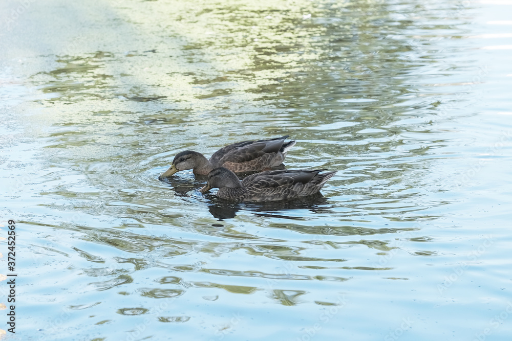 Wild ducks feed