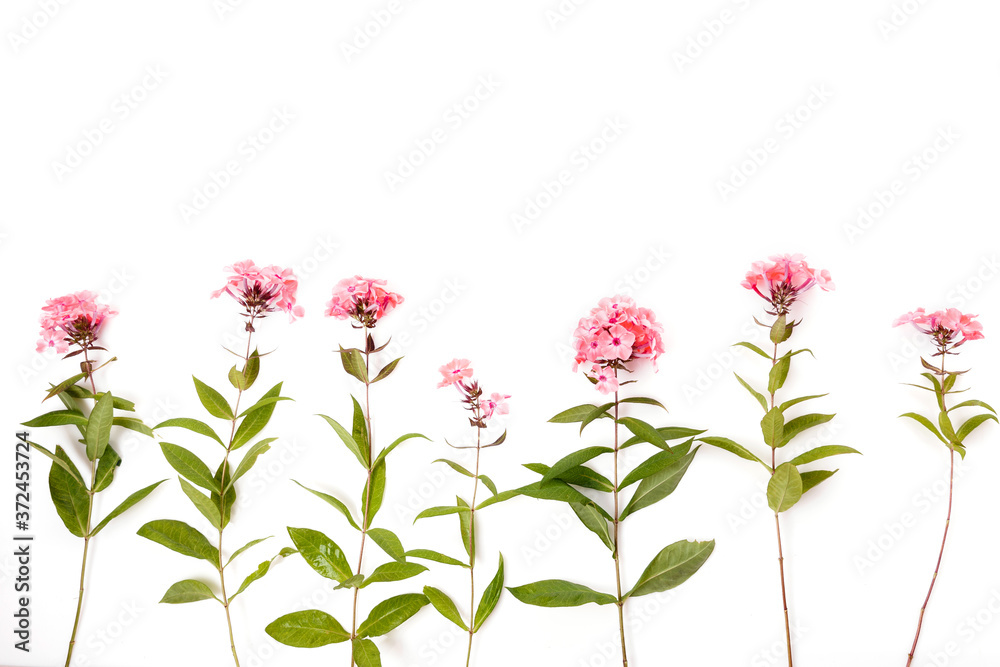 Floral pattern with wildflowers, green leaves, branches on white background. Flat lay, top view. Floral pattern with wildflowers, green leaves, branches on white background. Flat lay, top view.
