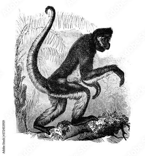 Photography Spider monkey in the old book Encyclopedic dictionary by A