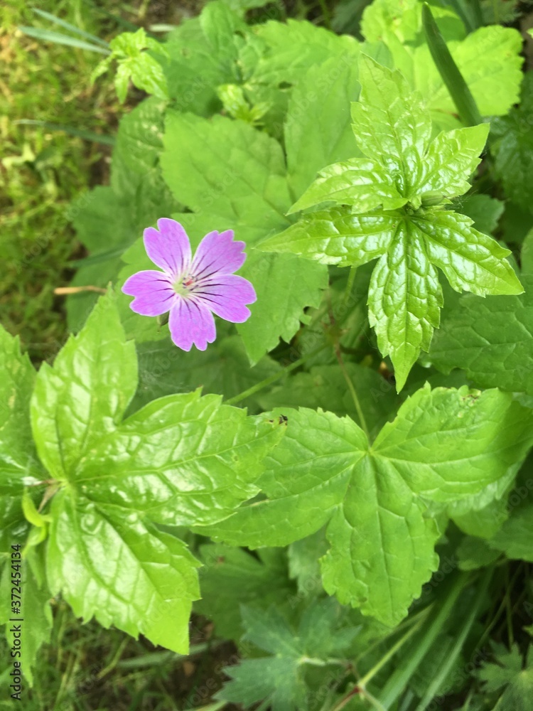 Lila Blüte im Fokus Lila Blüte im Fokus