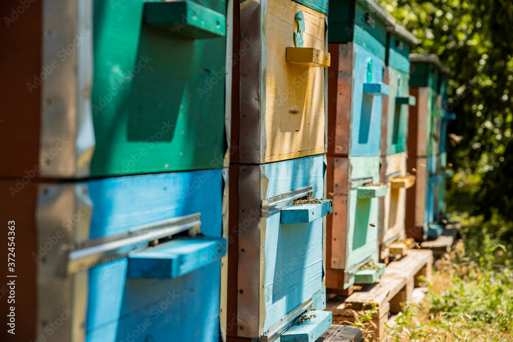 Apiary in the village. Summer time in the village. Honey harvesting season. Home for bees. A small colorful bee houses inside of the apple garden.