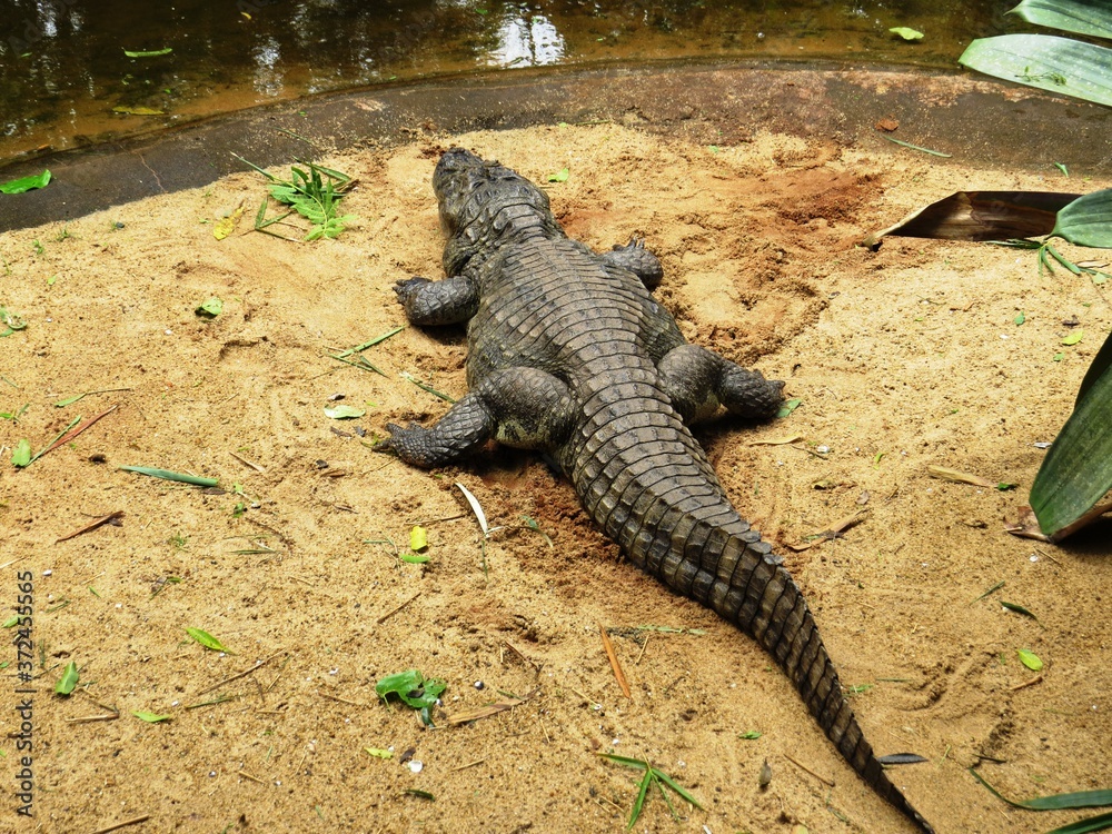 Fototapeta premium Alligator