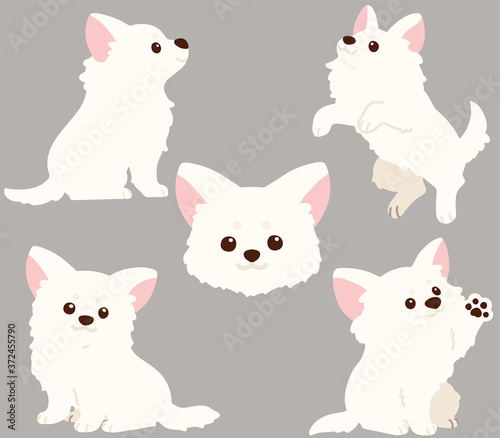 Flat colored white Chihuahua puppy poses set