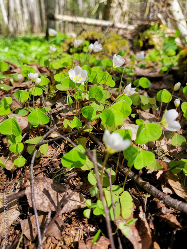 green plant growing in the garden