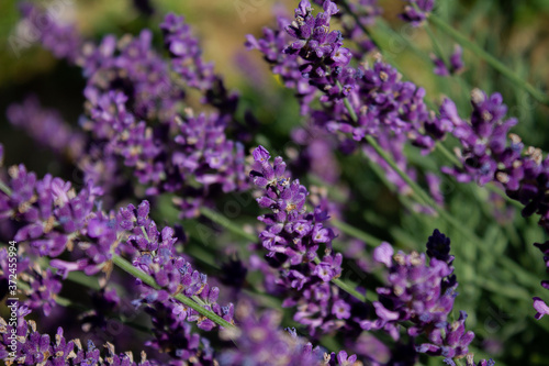 Lavender embellishes every garden and balcony with an intense fragrance and bright flowers.