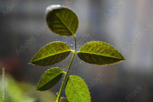 Microscopic spider mites quickly move along the cobweb entangling the leaves of a house indoor plant. Close-up. Selective focus. photo