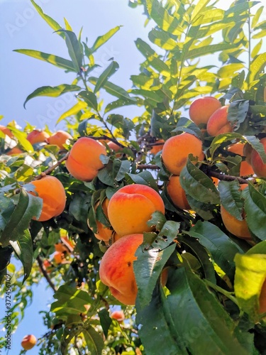 Peaches on tree