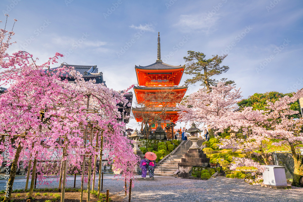 Obraz premium Kiyomizu-dera Temple and cherry blossom season (Sakura) spring time in Kyoto