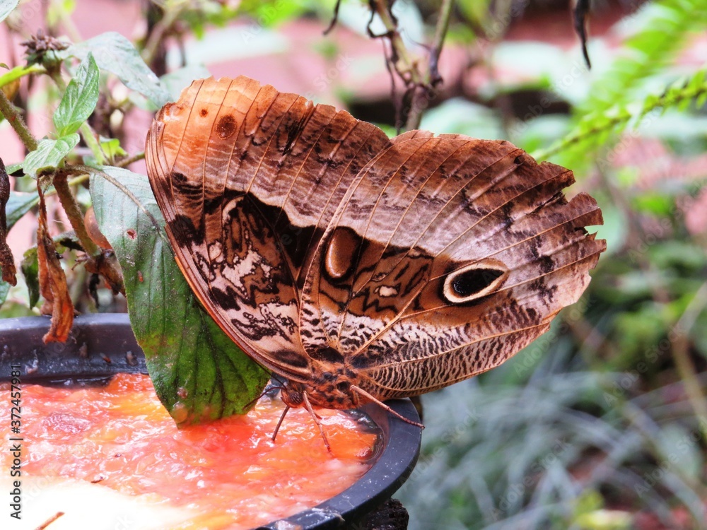 Obraz premium Schmetterling