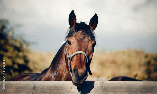 Sports horse of  bay color in a halter.