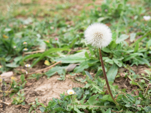 Macro view of a dried dandelion  Taraxacum officinale  among the grass in a garden