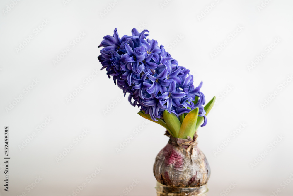紫 ヒヤシンス 水耕栽培 Stock Photo Adobe Stock
