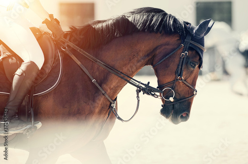 Equestrian sport. Portrait sports brown stallion in the bridle. photo