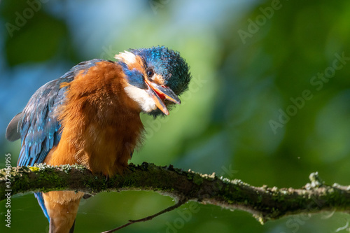Eisvogel, Kingfisher, martin-pêcheur, зимородок, martín pescador, 翠鸟