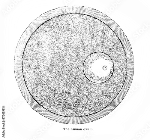 Vászonkép The human ovum in the old book Human phisiology by H