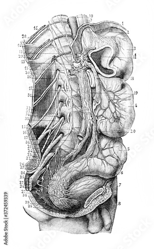 Male internal organs in the old book Human phisiology by H. Chapman, Philadelphia, 1887