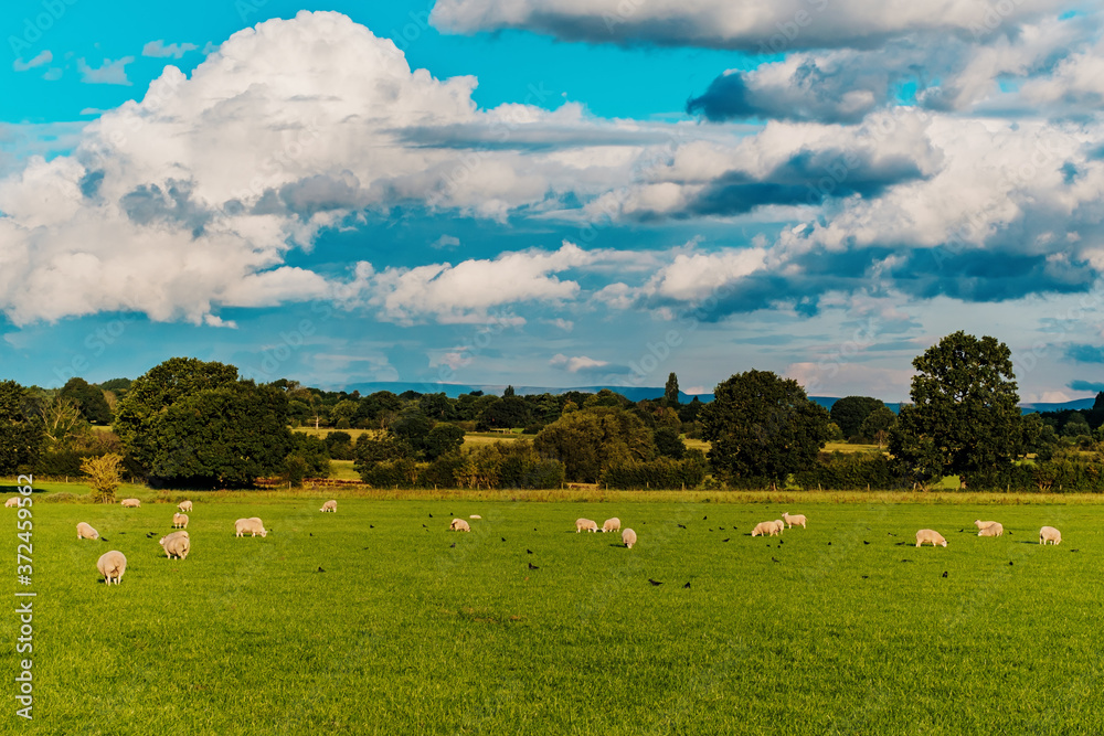 Sheep and lamb in the field Sheep and lamb in the field