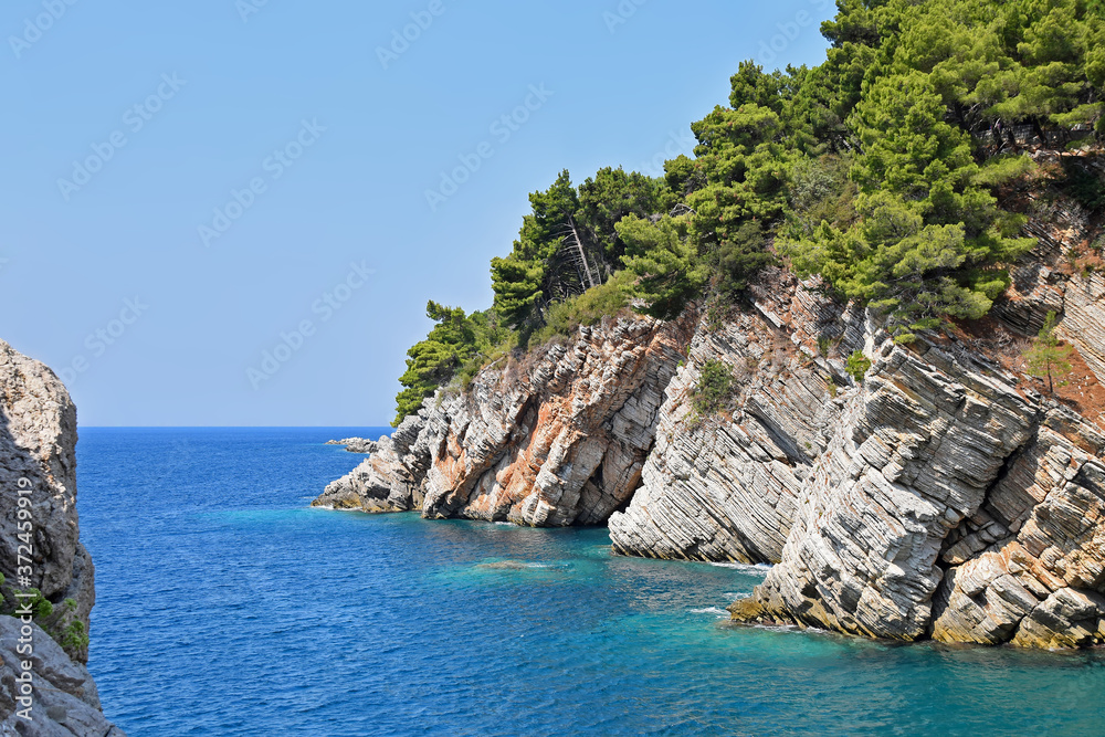 The azure sea, and green pine trees growing on a picturesque cliff. Petrovac, Montenegro