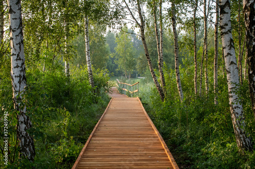 A wooden path walkway through birch grove