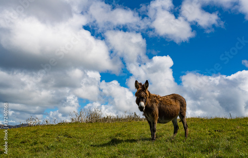 donkey in a grass meadow in rural Ireland, blue cloudy sky background