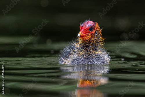 Blässhuhnküken, Coot chick, Pollito de focha, 老傻鸡, Poussin Foulque, 