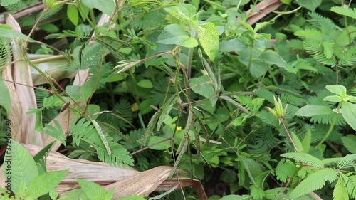 Sensitive plants, or mimosa, collapse after being touched by human fingers