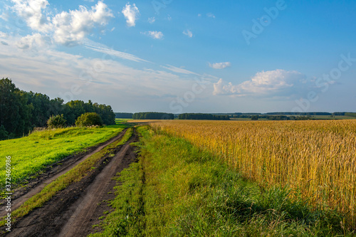 Dirt road along a field of ripe wheat