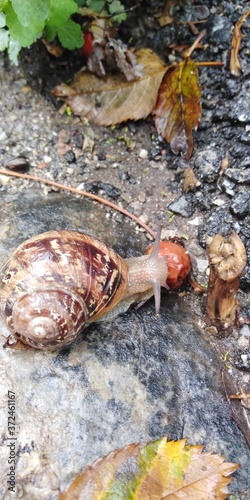 Un escargot mangeant un sinorodon