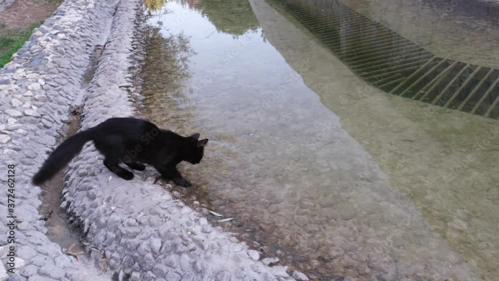 A cute black kitten is shaking off the water of a pond at public park in slow motion. It is looking funny.