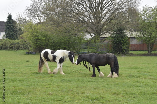 One of the common horse communication methods is the use of body language