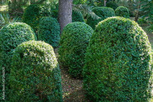 Old Boxwood Buxus sempervirens or European box in landscaped summer garden. Trimmed green boxwood bushes immediately after cutting with an electric brush cutter. Place for your text.
