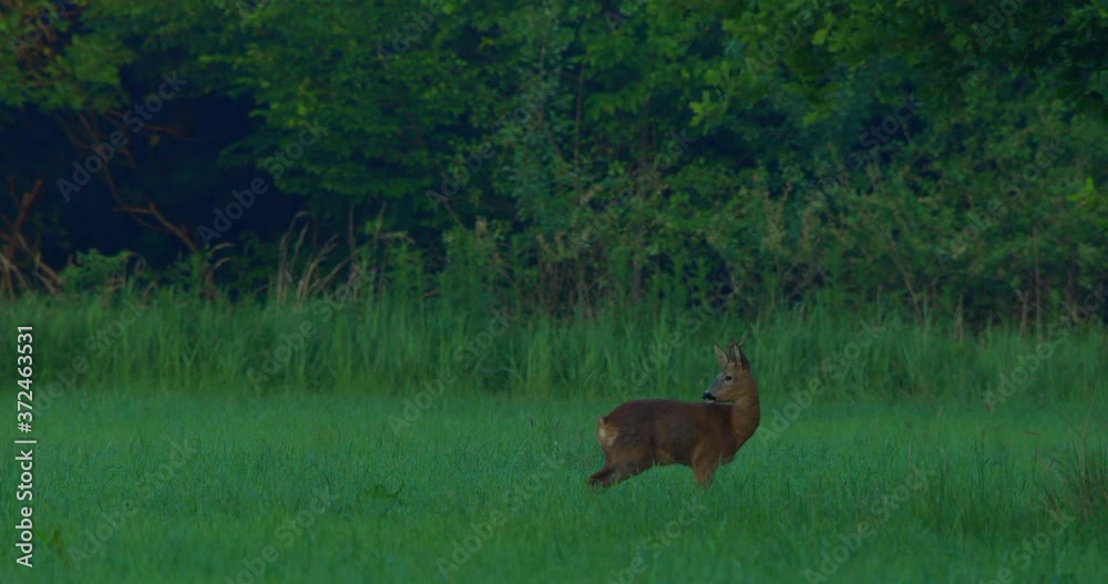 Establishing shot, Baby deer eating some grass early dawn in Bavaria, Germany, forest and tall grass in the background. Establishing shot, Baby deer eating some grass early dawn in Bavaria, Germany, forest and tall grass in the background.