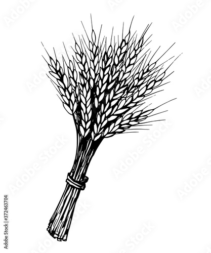 Hand-drawn vector sketch in black outline in engraving style. Bunch of spikelets of wheat, cereals, organic farming, agriculture, seasonal crops. Food, bread, flour. For labels, logo, market.