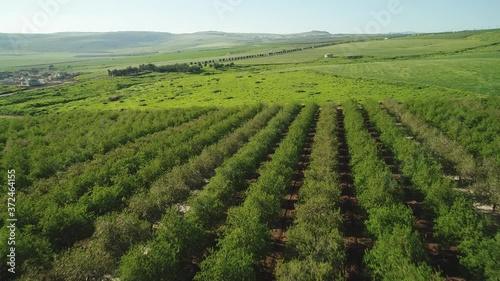 Wallpaper Mural Aerial view of orchards from a drone's point of view Torontodigital.ca