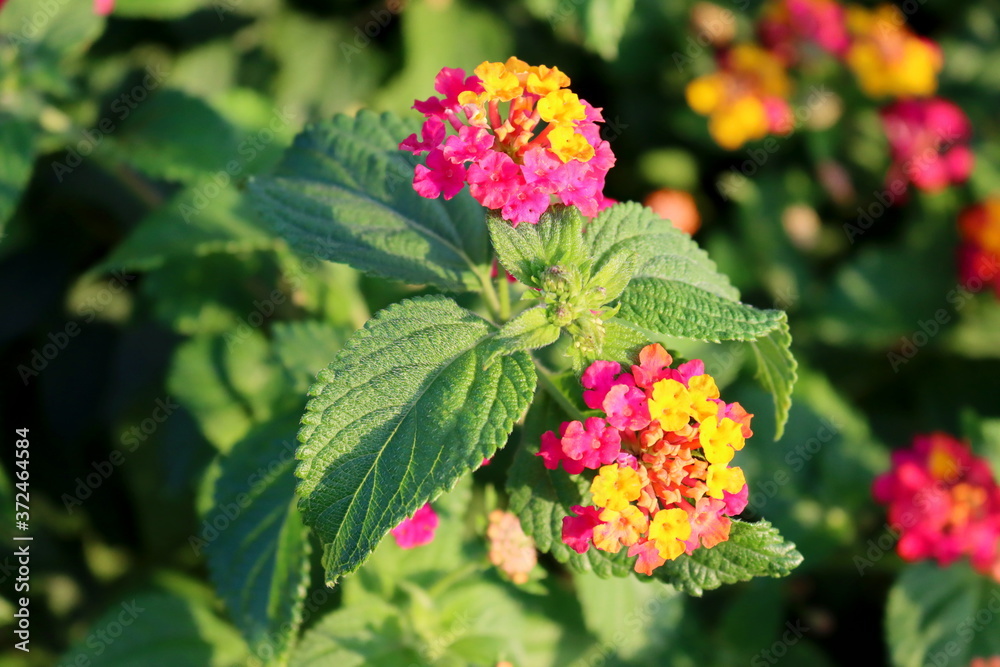 Colorful lantana camara blooming in summer garden Colorful lantana camara blooming in summer garden