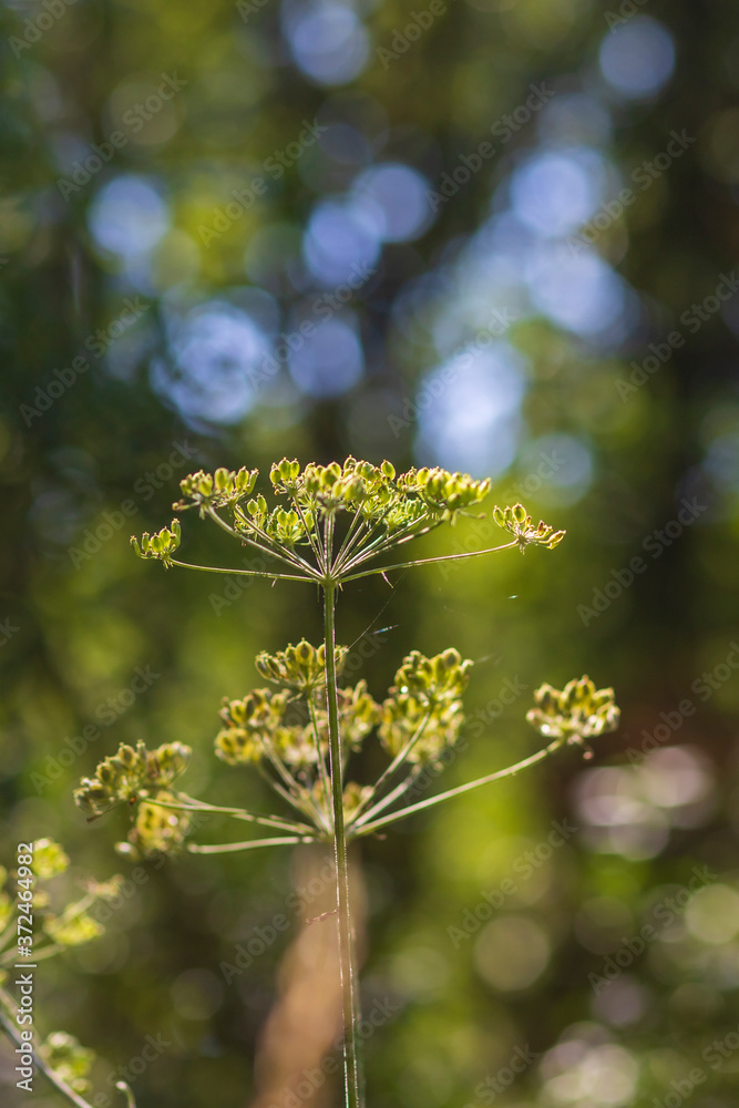Wild flowering plant on a green forest background. The photo has a nice bokeh. Wild flowering plant on a green forest background. The photo has a nice bokeh.