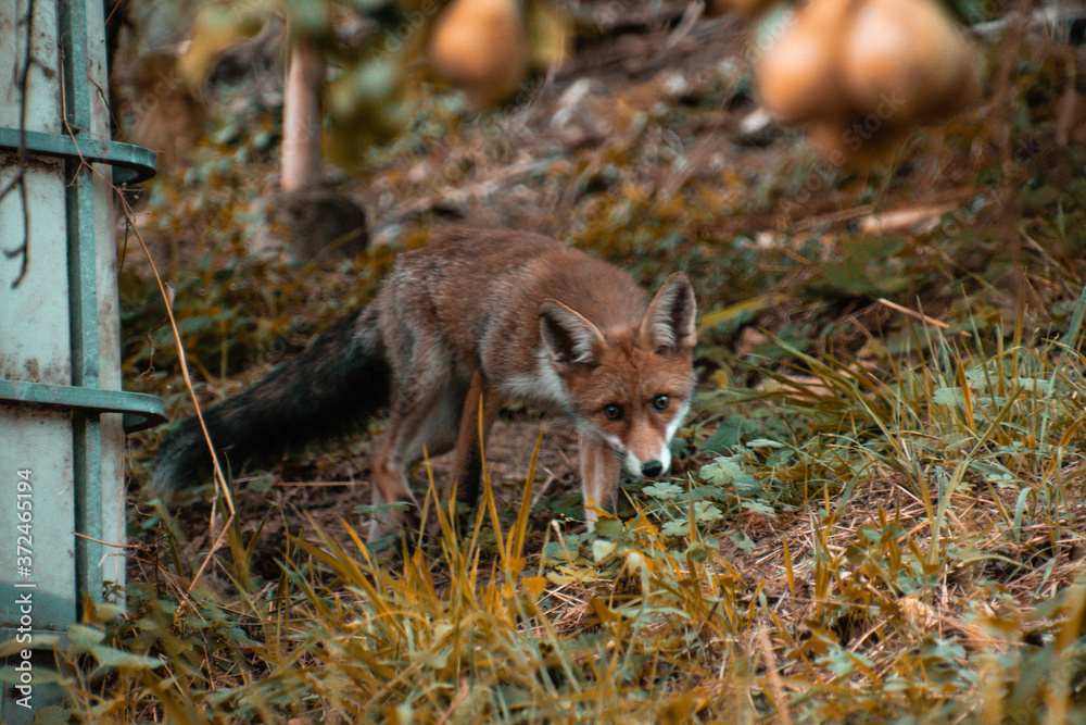 fox in the wild