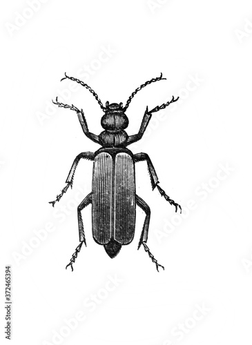 Illustration of Beetle in the old book Encyclopedic dictionary by A. Granat, vol. 3, S. Petersburg, 1896