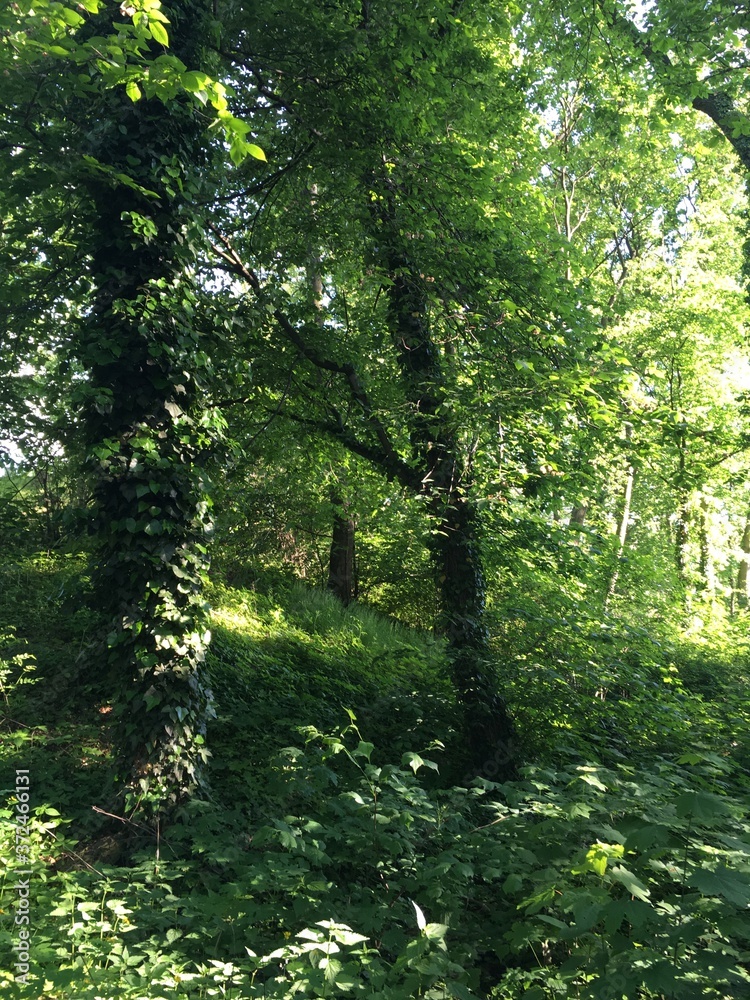 Fototapeta premium alles ist grün im Park