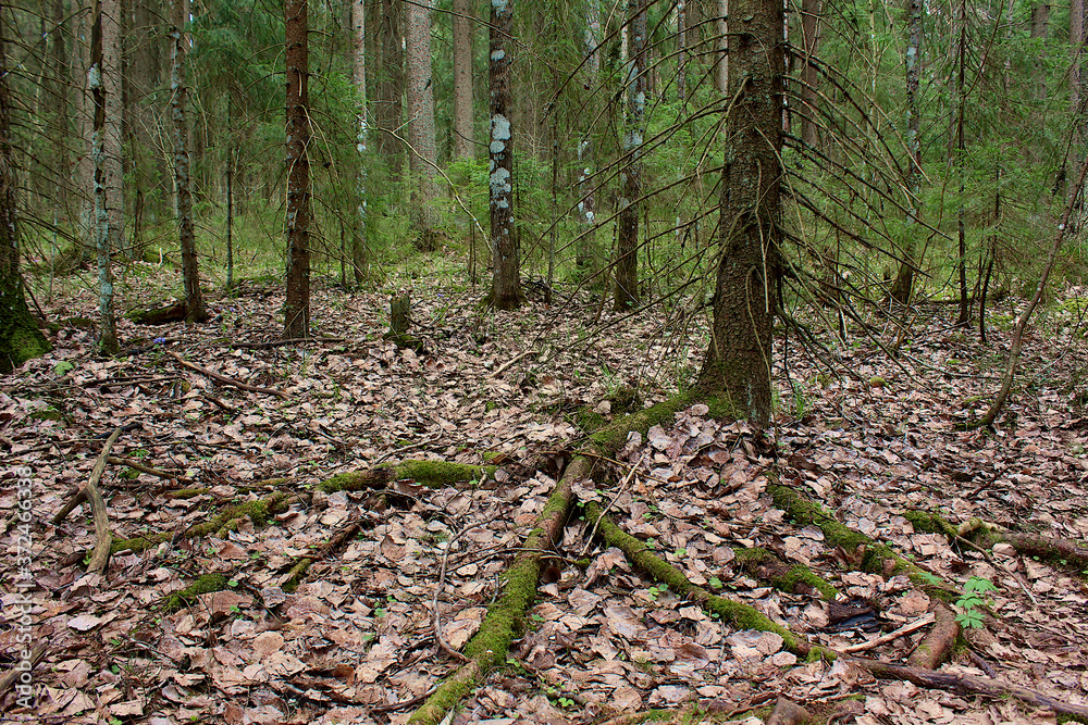 The roots of an old tree in a mystical forest The roots of an old tree in a mystical forest