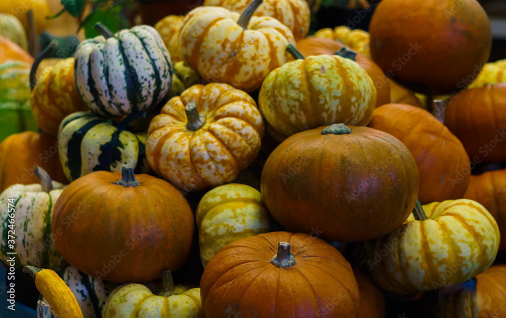 Different varieties of pumpkins at the farmers market. Autumn halloween. Green, orange, yellow and striped ripe pumpkins.