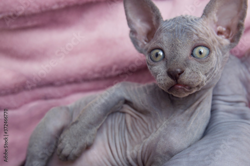 Sphynx kitten lies on a pink blanket. The cat has a surprised look.cat look photo