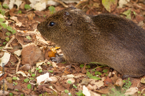 The Pampas Cavy or Cuis Grande in Argentina (Cavia aperea), is a medium sized Guinea-pig like mammal rodent.  Seen at the Macuco jungle trail at Iguazu National Park photo